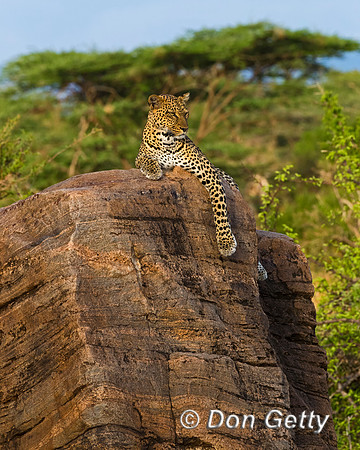 Leopard