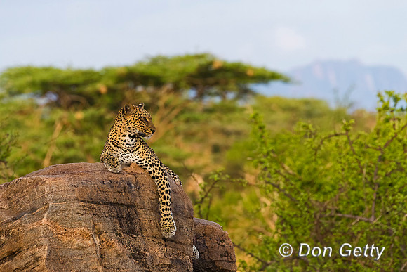 Leopard
