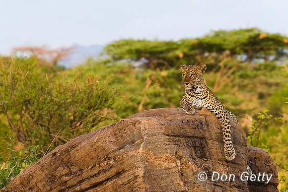 Leopard