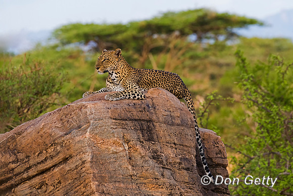 Leopard