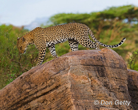 Leopard