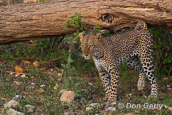 Leopard