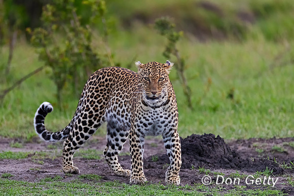 Leopard