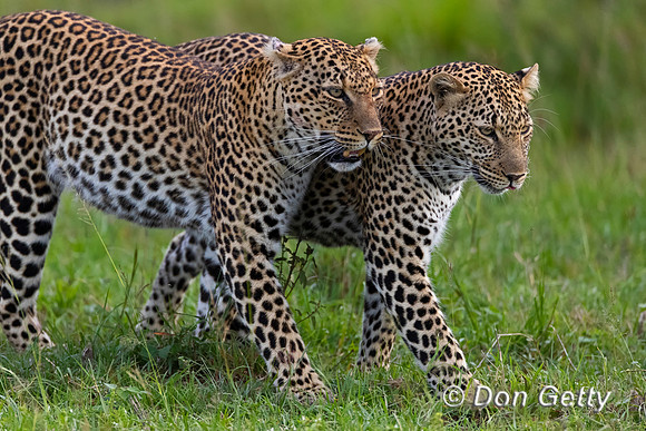 Leopard