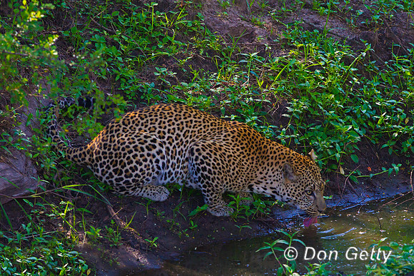 Leopard