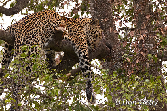 Leopard