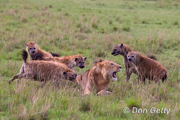 Lion with Hyenas