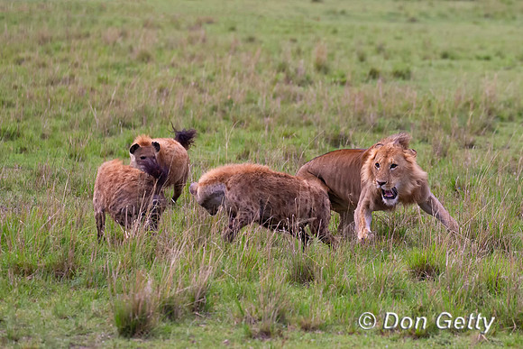 Lion with Hyenas