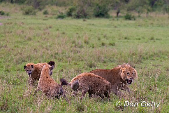 Lion with Hyenas