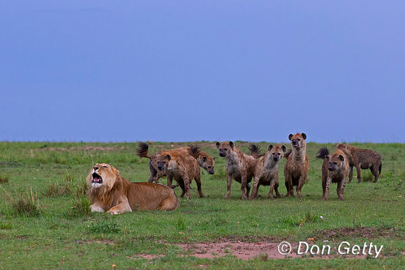 Lion with Hyenas