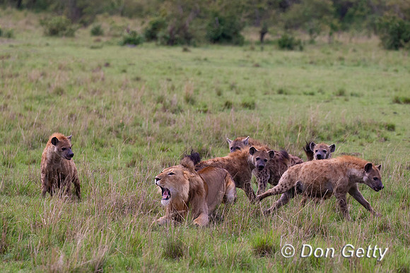 Lion with Hyenas