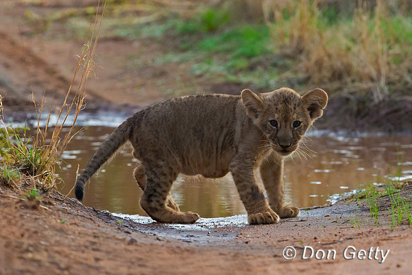 Lion