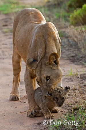 Lion