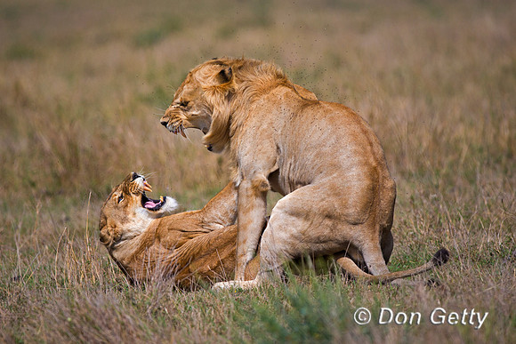 Lion