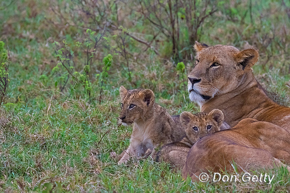 Lion