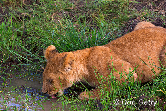 Lion
