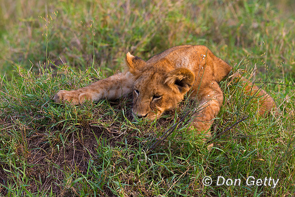 Lion