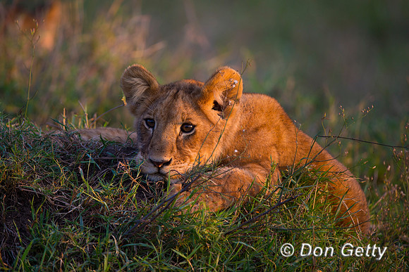 Lion
