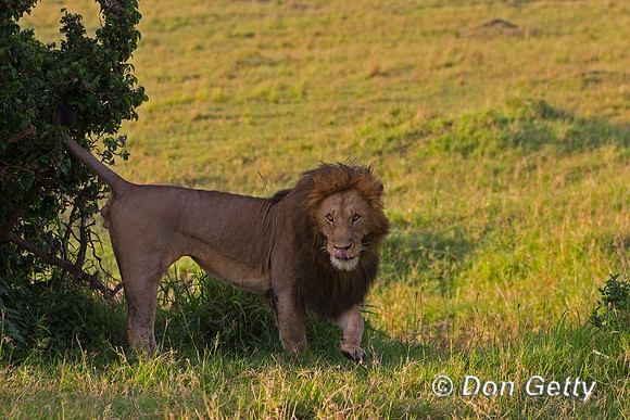 Lion