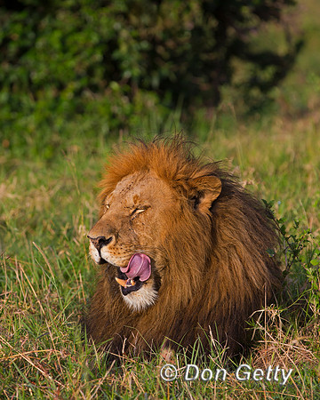 Lion