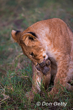 Lion