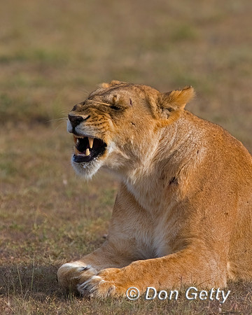 Lion