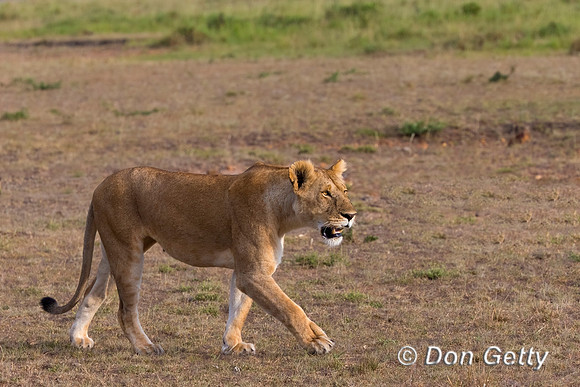 Lion