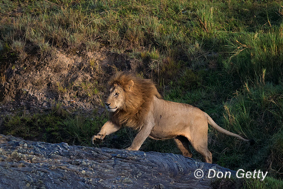 Lion
