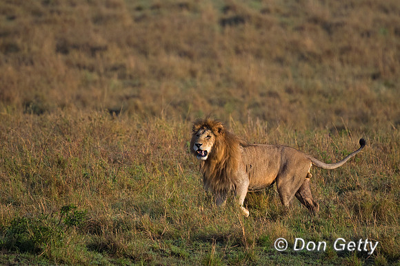 Lion