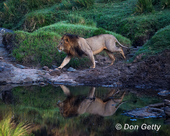 Lion