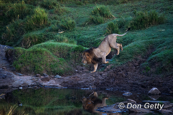 Lion