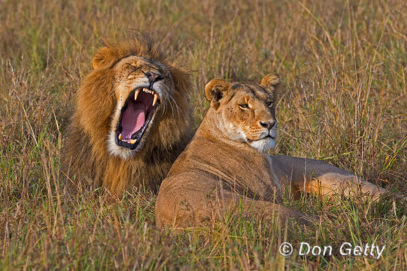 Lion