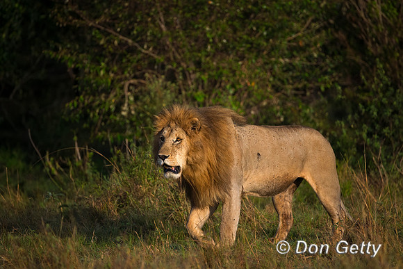 Lion
