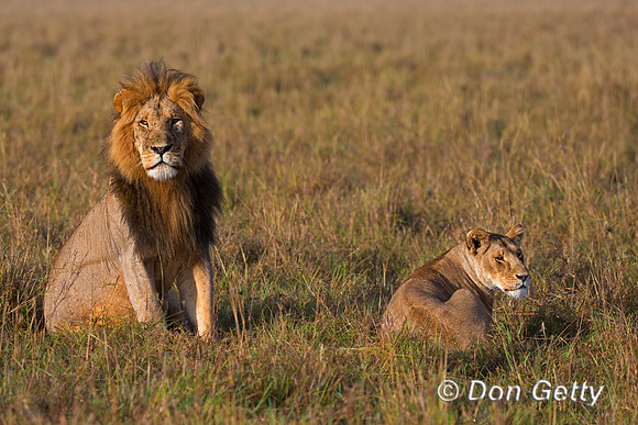 Lion