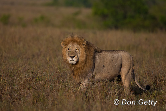Lion
