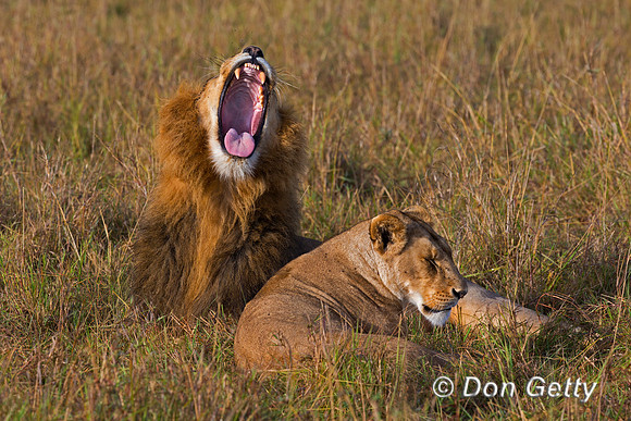 Lion