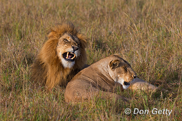 Lion