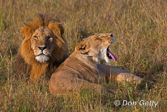 Lion