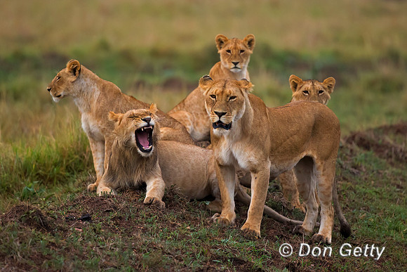 Lion