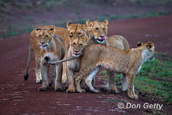 Lion
