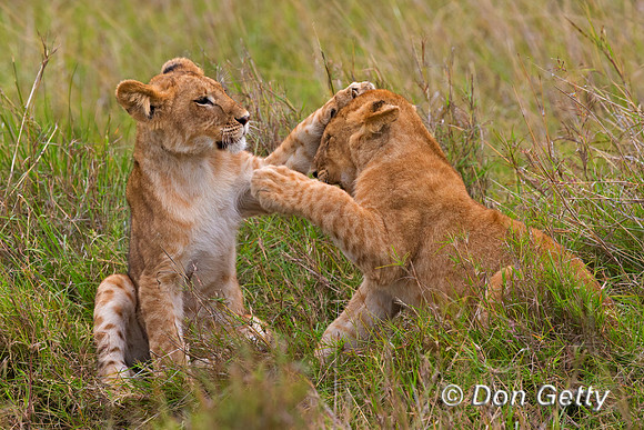 Lion