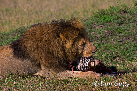 Lion