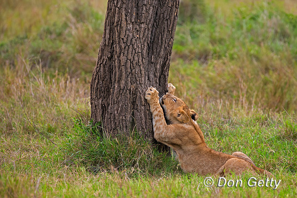 Lion