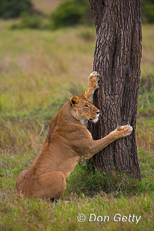 Lion