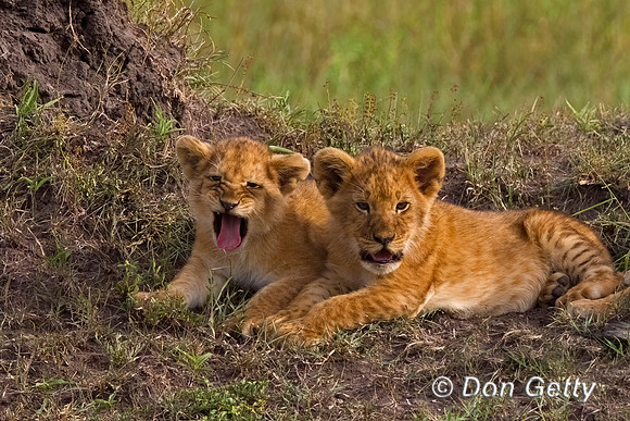 Lion