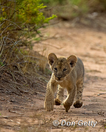 Lion