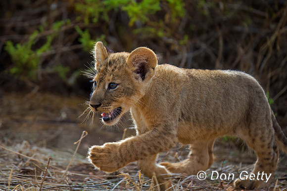 Lion