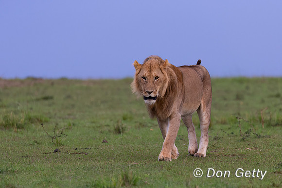 Lion