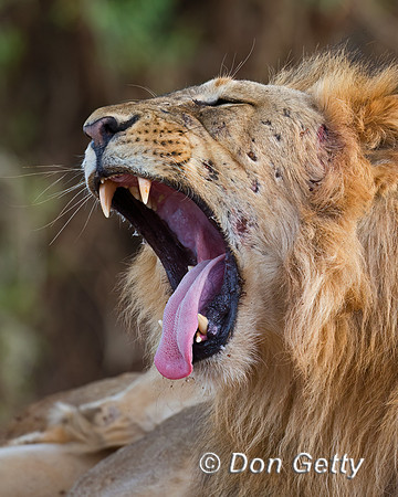 Lion