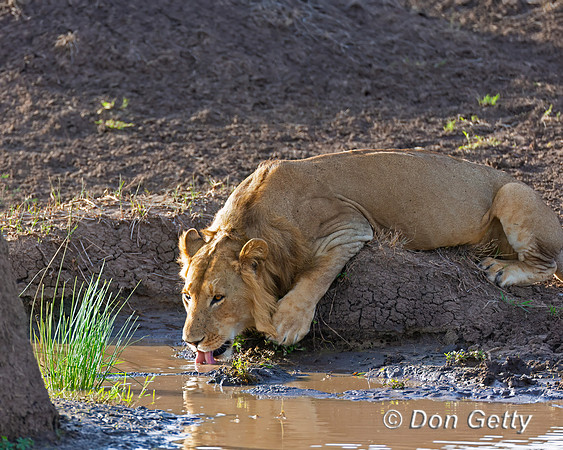 Lion